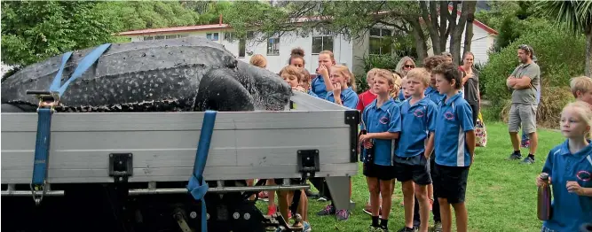  ??  ?? Duvauchell­e School students in Akaroa get a close-up of the giant leatherbac­k before it is sent to Te Papa.