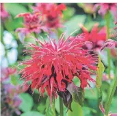  ??  ?? Die Monarda „Pink Lace“ist besonders Bienen- und Insektenfr­eundlich. Im Sommer leuchtet sie im kräftigen Pink.