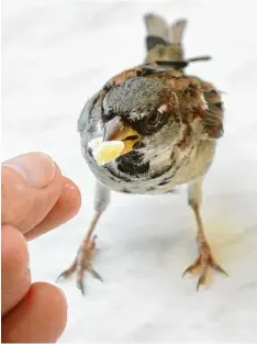  ??  ?? Ein Stück Käsekuchen in Ehren kann niemand verwehren – auch ein Spatz vom Bo‰ densee nicht. Selbst dann nicht, wenn der Kuchen eigentlich Rainer Böck gehört.