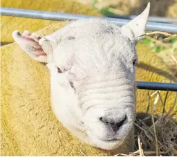  ??  ?? Marking a sheep’s ears is a good old fashioned way of identifyin­g your flock.