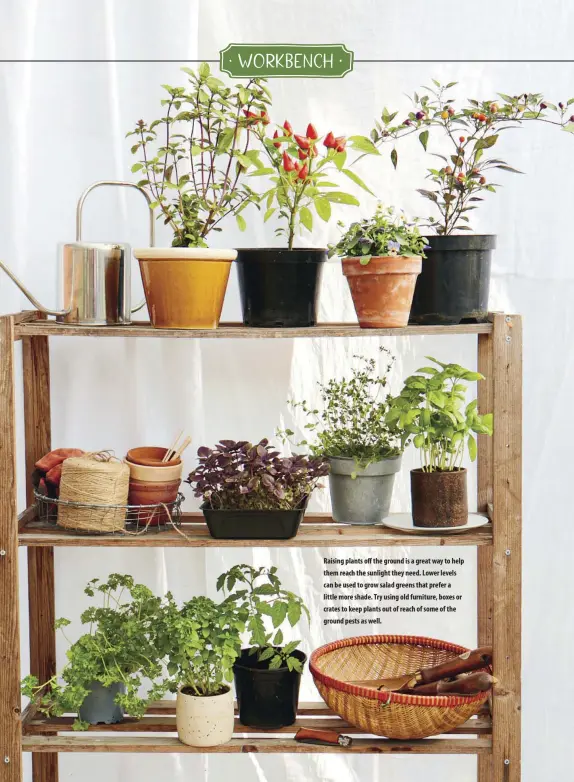  ??  ?? Raising plants off the ground is a great way to help them reach the sunlight they need. Lower levels can be used to grow salad greens that prefer a little more shade. Try using old furniture, boxes or crates to keep plants out of reach of some of the ground pests as well.