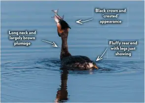  ??  ?? Long neck and largely brown plumage
Black crown and ‘crested’ appearance
Fluffy rear end with legs just showing