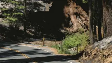  ?? NIC COURY/THE NEW YORK TIMES ?? Sprinklers surround giant sequoia trees on July 19 in Mariposa Grove in California’s Yosemite National Park. Experts say it’s time to cut and burn wildfire-threatened forests protective­ly, but a lawsuit is standing in the way.