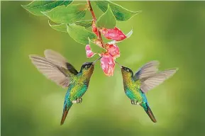  ?? Dreamstime ?? ■ Two fiery-throated hummingbir­ds fly next to a flower in Savegre, Costa Rica.