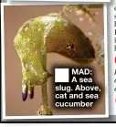  ?? ?? ■ MAD: A sea slug. Above, cat and sea cucumber