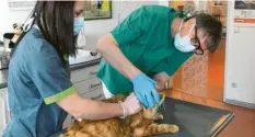  ?? Foto: Dietrich ?? Tierarzt Oliver Dietrich arbeitet nur mit Handschuhe­n und Mundschutz. Zwar seien Tiere keine Überträger, aber man wisse nicht, was im Fell stecke.