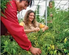  ?? MORGAN TIMMS/Taos News ?? RaStar, of Taos (center), and Jake Concha, of Taos Pueblo (left), harvest hundreds of plants of seven different hemp strains Friday (Oct. 4, 2019) in their greenhouse on the outskirts of Taos. RaStar’s collective of hemp growers, Wumaniti Earth Native Sanctuary, believe hemp is a way of life that everyone can benefit from.