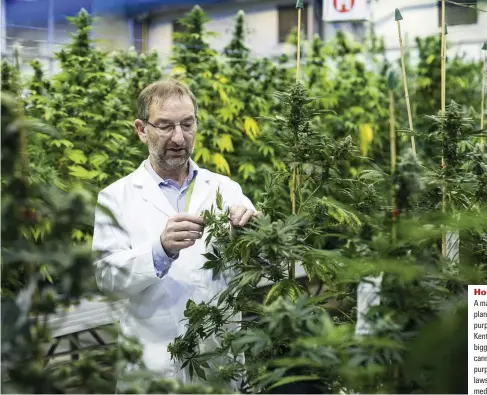  ??  ?? Home grown A man inspects a cannabis plant, grown for medicinal purposes, in Sittingbou­rne, Kent. Britain is the world’s biggest producer of ECPPCDKU HQT UEKGPVK E purposes but domestic laws have restricted its medicinal use in the UK