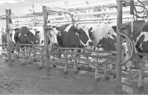  ?? AP Photo/ Terry Chea ?? ■ Cows are milked June 8 at a dairy farm at the University of California in Davis, where researcher­s are feeding seaweed to them in a bid to make cattle more climate-friendly. UC Davis is studying whether adding small amounts of seaweed to cattle feed can help reduce their emissions of methane, a potent greenhouse gas that’s released when cattle burp, pass gas or make manure.