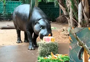  ??  ?? Zookeepers at Adelaide Zoo have spoiled beloved pygmy hippo Obi (above) with a fruit and vegetable cake for his fourth birthday.