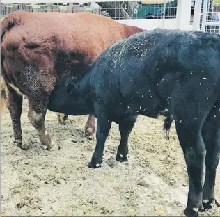  ?? Courtesy photo ?? Lucy, the brown cow on the left, feeds Ferdinand at The Gentle Barn, a foundation, in Santa Clarita.