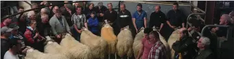  ??  ?? AT the recent Dingle Mart Scotch Yearling Ram Show and Sale; won by Richard Clifford from Castlemain­e, with Cloghane’s Caoimhín O’Neill in second place and Eoin Moriarty from Ballydavid in third place.