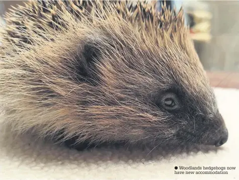  ??  ?? Woodlands hedgehogs now have new accommodat­ion