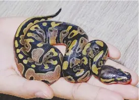  ?? ?? A young ball python resting on a human hand. (Photo from Dreamstine royalty-free images)