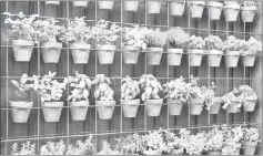  ??  ?? Vertical gardens increase garden space, create the vertical garden or add a third dimension to the open space.