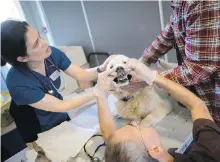  ??  ?? Dr. Emilia Gordon, left, and Dr. Ben Weinberger examine Bounder at an SPCA free veterinary clinic in the Downtown Eastside.