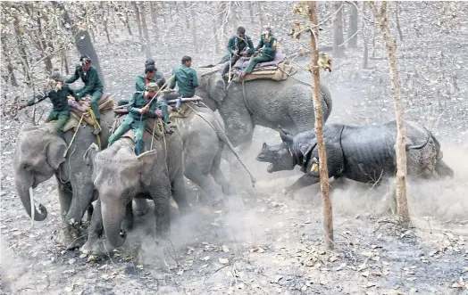  ??  ?? DANGER POINT: A relocated rhino charges a Nepalese forestry and technical team after being released in Shuklaphan­ta National Park.