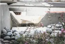  ??  ?? Water runs into one of the newly installed rain gardens in the Ingleside, designed to ease the load on sewers when it rains.