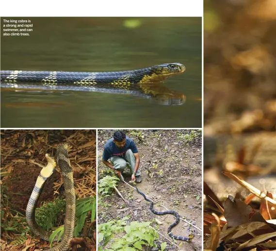  ??  ?? The king cobra is a strong and rapid swimmer, and can also climb trees. Below: a cobra uses its long tongue to detect prey. Above left: two males grapple and try to force each other to the ground. Above: a researcher measures a king cobra at Agumbe.