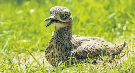  ?? ?? Eines der letzten Brutgebiet­e des auf Schotterbä­nken brütenden Watvogels Triel liegt im Marchfeld – und ist von der Schnellstr­aße bedroht.