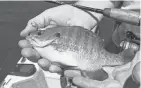  ?? / MILWAUKEE JOURNAL SENTINEL ?? An 8-inch bluegill was caught on a small jig head tipped with a waxworm.