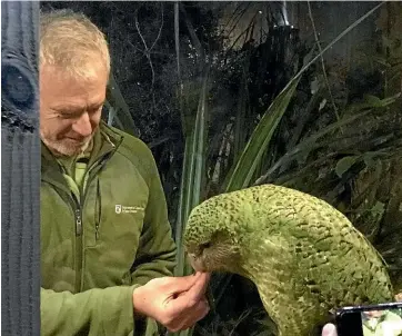  ?? HAMISH McNEILLY/STUFF ?? Sirocco gets fed pine nuts from handler Daryl Eason at Dunedin’s Orokonui ecosanctua­ry during a tour group’s visit on Sunday night.