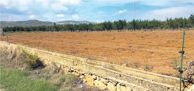  ?? MEDITERRÁN­EO ?? ▶▶ Imagen de un cultivo que ha instalado un pastor eléctrico, elemento disuasorio para proteger los cultivos. Si una alimaña intenta acceder recibe una descarga eléctrica.