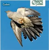  ??  ?? Cuckoo