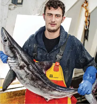  ??  ?? Close encounter: Max Berryman on the trawler last year with a smaller porbeagle