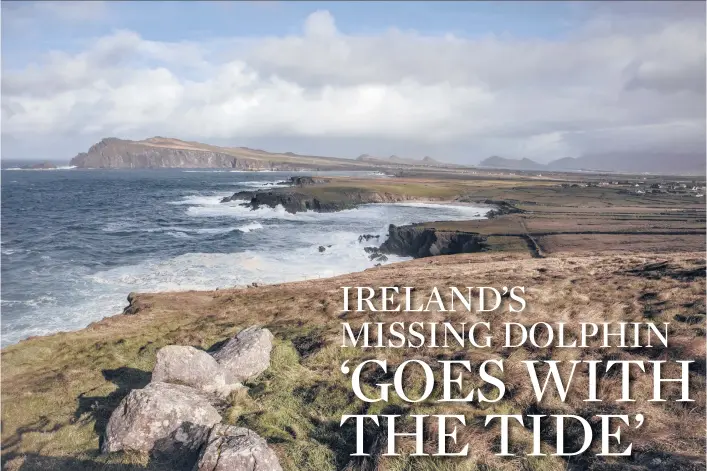  ?? FINBARR O’REILLY/THE NEWYORKTIM­ES PHOTOS ?? Fungie the dolphin, who is believed to have turned up in Dingle’s harbor 37 years ago and became a global tourist attraction, hasn’t been seen for two weeks. Locals are coming to terms with the fact that Fungie may never return. Above, the Dingle Peninsula.