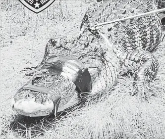  ?? DAVIE POLICE DEPARTMENT TNS ?? This is the alligator trapped on Friday with a woman's arm inside it in Davie, Fla.