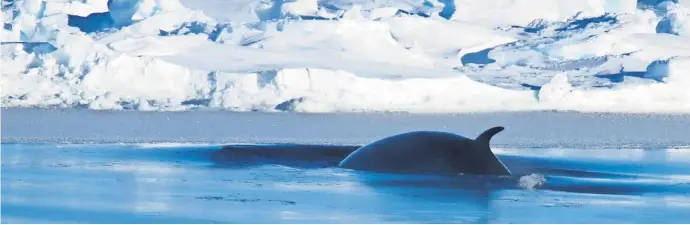  ?? RICHARD YOUD, AUSTRALIAN ANTARCTIC DIVISION ?? A fin whale surfaces near Antarctica. A scientific mission will study marine life around the continent.