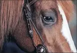  ??  ?? The bond between horses and their owners is always on display at the congress. This year’s event runs through Oct. 29