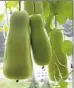  ??  ?? Fuzzy gourds growing in a cluster.