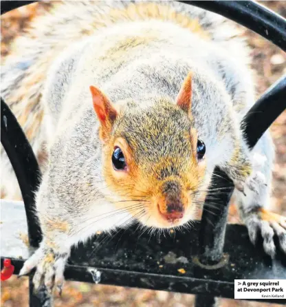  ?? Kevin Kelland ?? A grey squirrel at Devonport Park