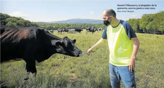  ?? Foto: Javier Bergasa ?? Daniel Villanueva, trabajador de la quesería, acerca pasto a una vaca.