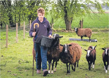  ?? Picture: Steve MacDougall. ?? Archie Downie, pictured alongside his sheep, has had a difficult time of late.