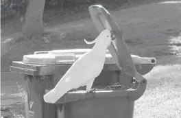  ??  ?? A sulfur-crested cockatoo opens the lid of a trash can in Sydney, Australia. BARBARA KLUMP/MAX PLANCK INSTITUTE OF ANIMAL BEHAVIOR 2019