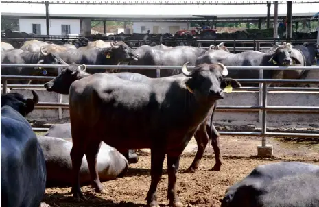  ?? WILLIE LOMIBAO ?? THE PHILIPPINE Carabao Center in the Science City of Muñoz in Nueva Ecija keeps a herd of dairy carabaos to maintain a gene pool and help preserve the country’s carabao population.