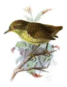  ?? ?? Lyall’s wren, Traversia lyalli. Within a year of cats arriving on Stephens Island, the species’s last stronghold, it was extinct. Illustrati­on: John Gerrard Keulemans