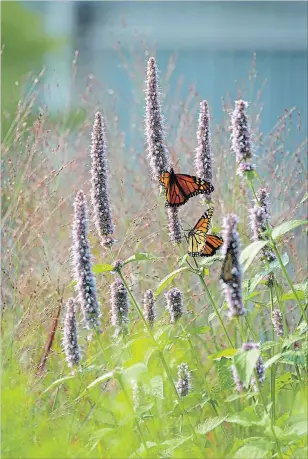 ?? THERESA FORTE SPECIAL TO THE ST. CATHARINES STANDARD ?? At the Lurie Garden, monarch butterflie­s flutter among spires of violet-blue of Giant Hyssop (Agastache ‘Blue Fortune’).