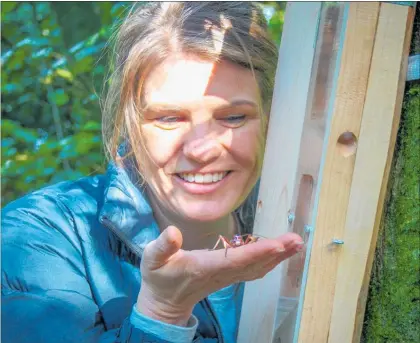  ?? PHOTO / MERANIA KARAURIA ?? DR Lizzie Daly holds a female weta beside a weta house.