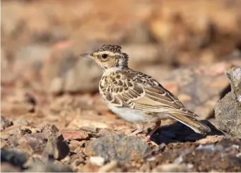  ?? ?? NINE: Juvenile Woodlark (Aljustrel, Portugal, 14 July 2016). This juvenile Woodlark also shows pale-fringed feathers, but with darker background tones giving a more strongly contrastin­g appearance, particular­ly on the head. The legs of Woodlark appear to be set further back on the body than Eurasian Skylark, due to the shorter tail, and it has a slightly more pointed bill. In the UK, juvenile Woodlarks can be found on heathlands, and in felled areas in forestry plantation­s.