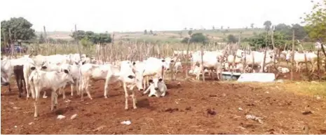  ??  ?? Cattle market in Makurdi