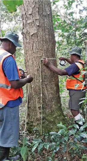  ?? Photo: Ministry of Forestry ?? Government continues to support the sustainabl­e management of Fiji’s forests through REDD+ initiative­s.
