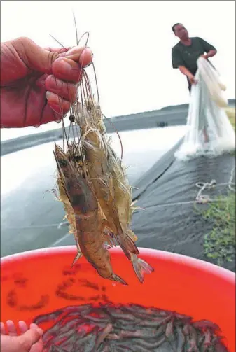 ?? XINHUA ?? Prawns are harvested at a farm in Zhanjiang, South China’s Guangdong province.