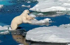  ?? 123RF ?? Polar bears outnumber people in Svalbard, Norway.