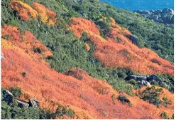  ??  ?? The native fagus tree in Tasmania presents a spectacula­r seasonal display as leaves change colour.