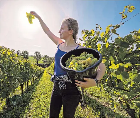  ?? ?? English vineyards such as one growing chardonnay for Waitrose’s Leckford Estate in Hampshire are reaping bumper harvests as a result of a warmer climate in the South