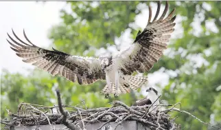  ?? WAYNE CUDDINGTON FILES ?? Ospreys, once at risk, have bounced back in Eastern Ontario since DDT was banned.